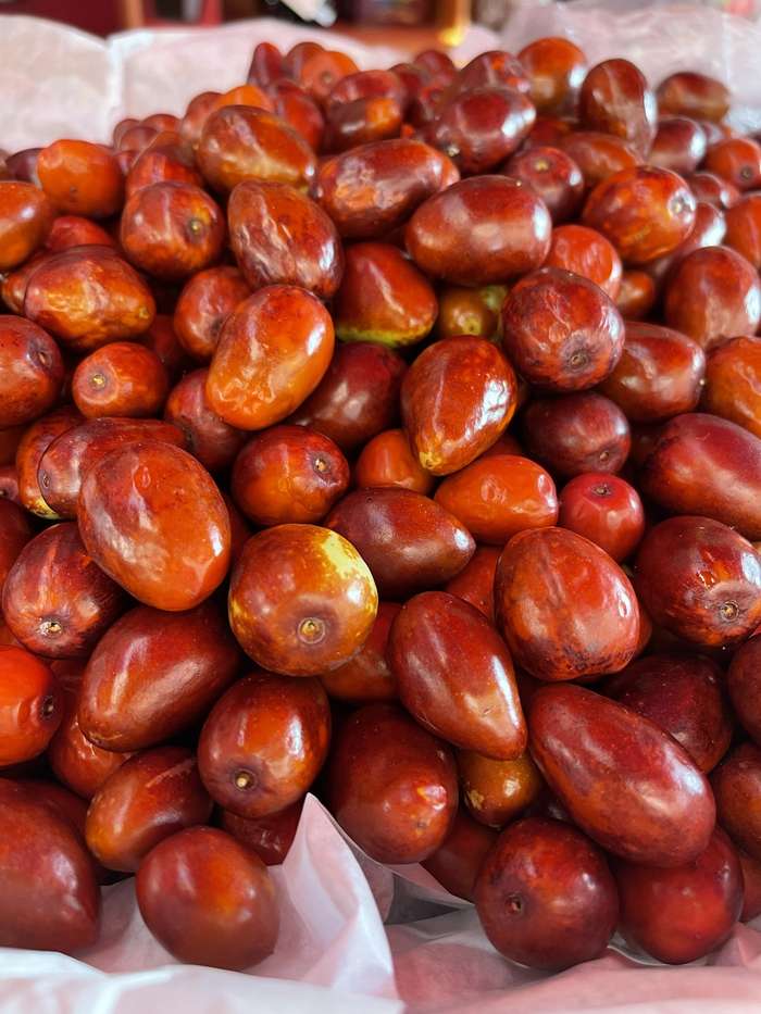 Jujubes fraîchement récoltés